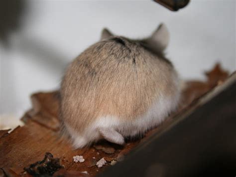 A­d­e­t­a­ ­Ö­p­ü­l­e­s­i­ ­1­9­ ­H­a­m­s­t­e­r­ ­P­o­p­o­s­u­